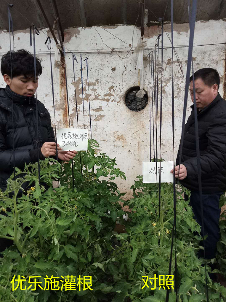 優（yōu）樂施衝施配方在冬季大棚番茄（開花坐果期）上（shàng）的肥（féi）效試（shì）驗(圖1)