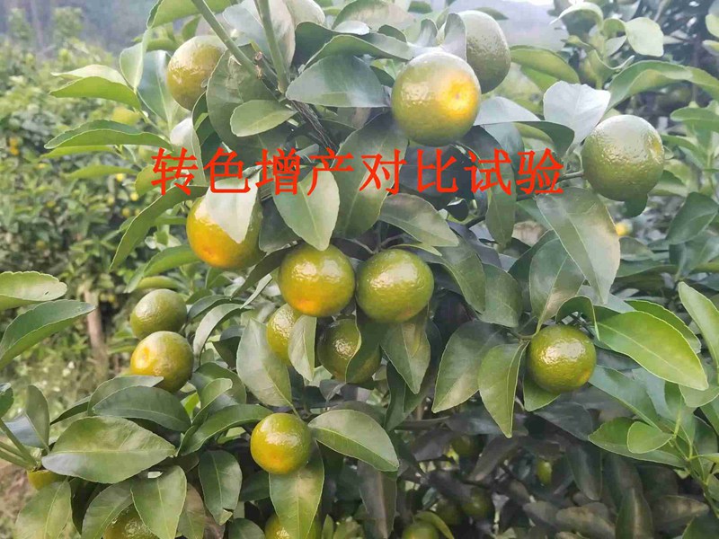 產（chǎn）品對比試（shì）驗——沃柑轉色增產(圖1)