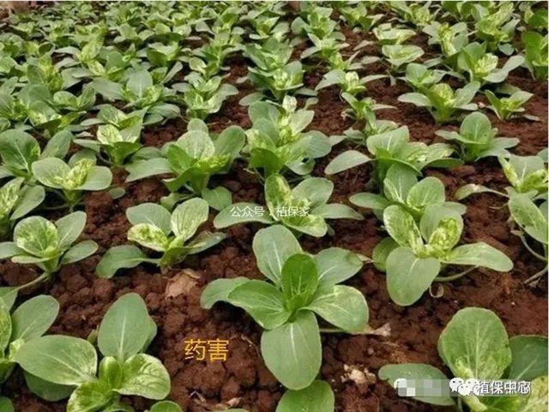 農藥成分和含量一模一樣，為啥效果差別那（nà）麽大？(圖4)